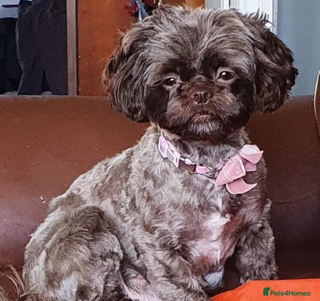 Shihpoo dogs READY NOW - Beautiful Shihpoo puppies - Advert 1