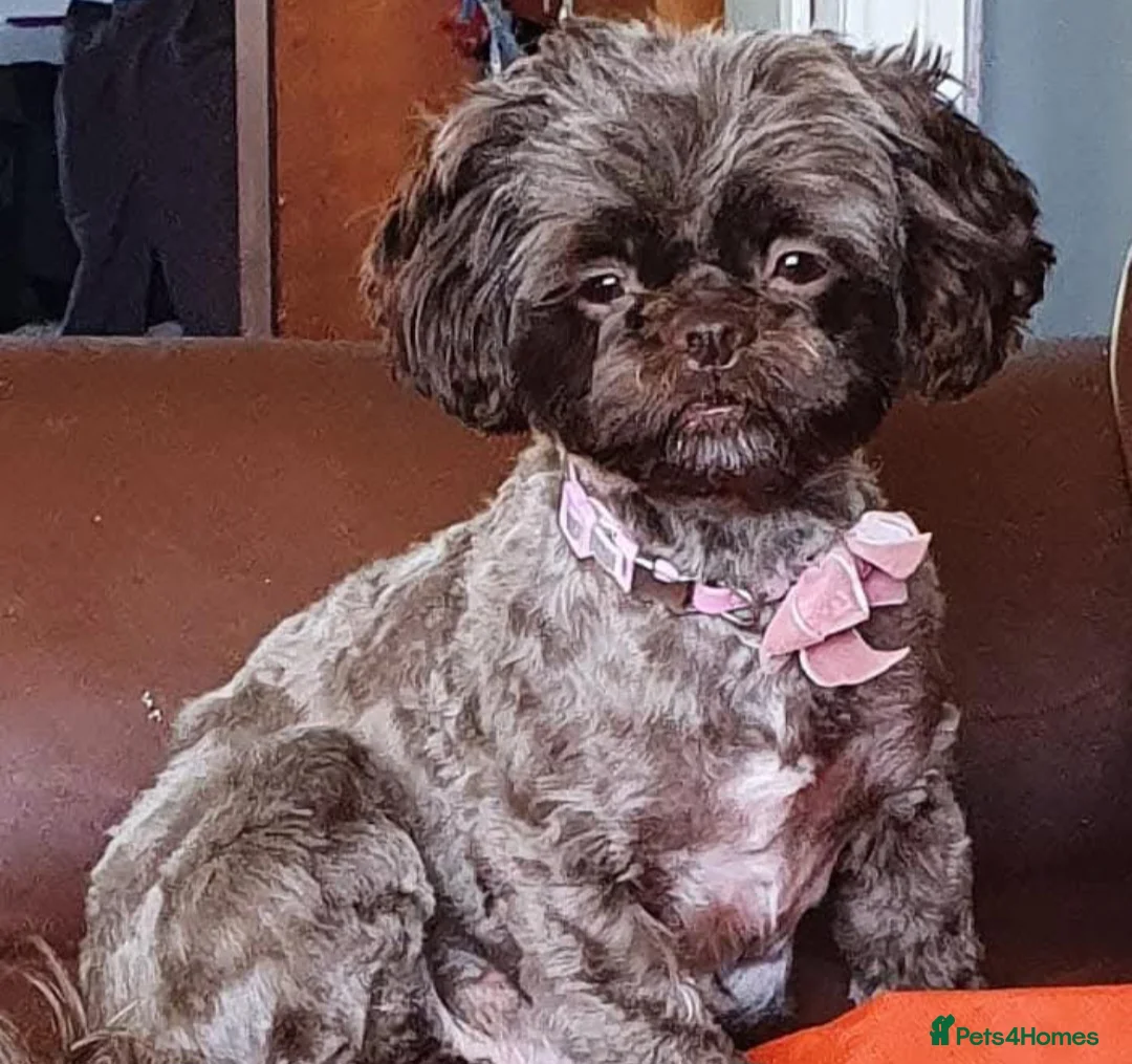 Shihpoo dogs for sale: READY NOW - Beautiful Shihpoo puppies - Advert 1