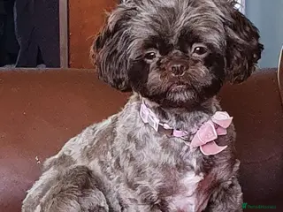 Shihpoo dogs READY NOW - Beautiful Shihpoo puppies - Advert 1