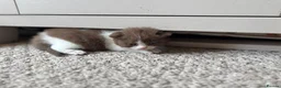 British Shorthair cats for sale: 2 female GCCF British short hair kittens - Advert 31