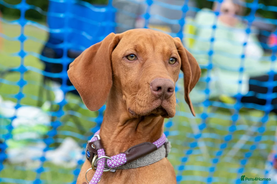 Hungarian Vizsla dogs for sale: Hungarian vizsla  - Advert 1