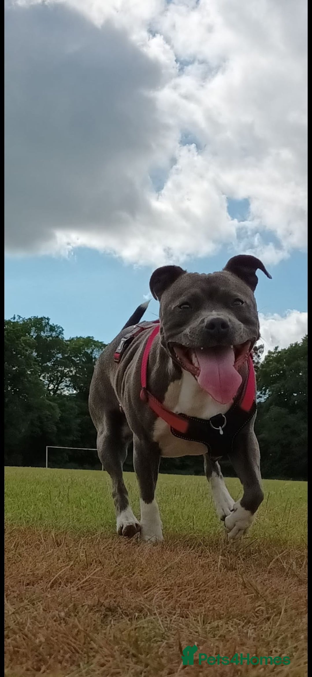 Staffordshire Bull Terrier dogs for sale: Blue Staffordshire terrier pups - Advert 1