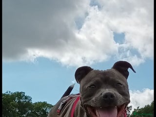 Staffordshire Bull Terrier dogs Blue Staffordshire terrier - Advert 1