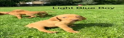 Hungarian Vizsla dogs for sale: !!REDUCED!! Beautiful KC Registered Vizsla Pups - Advert 16