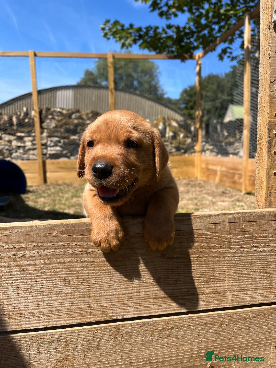 Labrador Retriever dogs for sale: Fox Red Labrador puppies  - Image 20