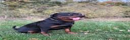 Rottweiler dogs for stud: 100% German Rottweiler | KC REGISTERED - Advert 8