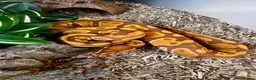 Python Snake reptiles for sale: 4 friendly Ball Royal Python for sale - Advert 2