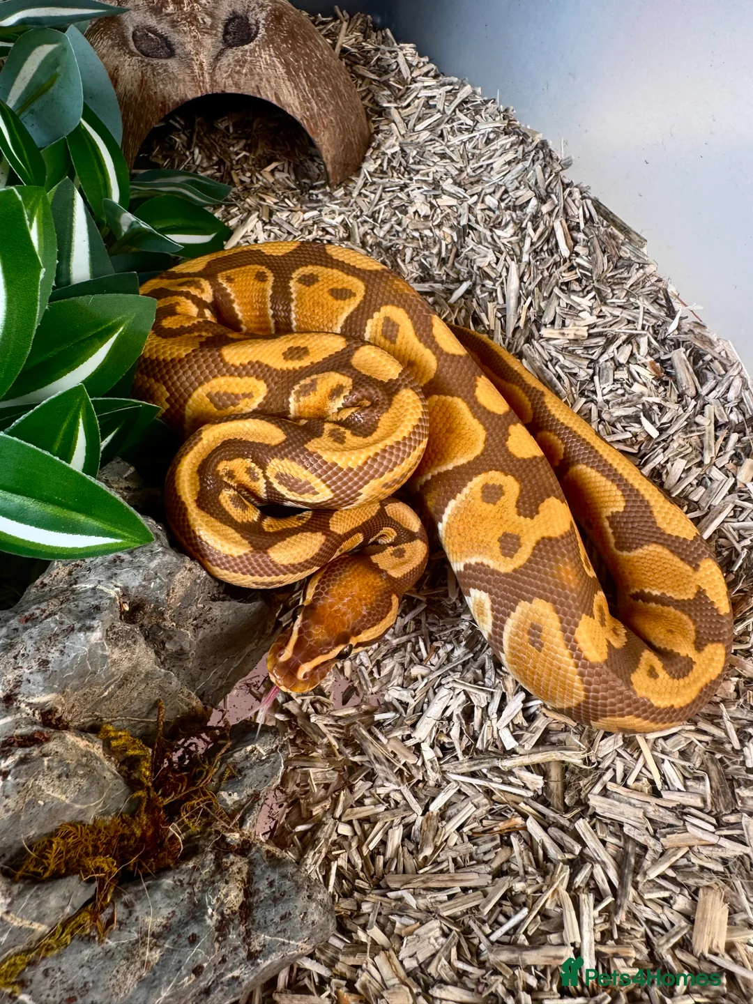 Python Snake reptiles for sale: 4 friendly Ball Royal Python for sale - Advert 2