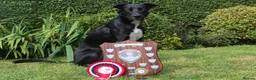 Lurcher dogs for stud: Lurcher - Collie/Whippet Crufts Flyball Champion in Stoke-on-Trent - Advert 4