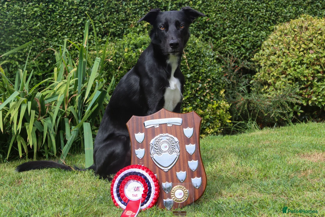 Lurcher dogs for stud: Lurcher - Collie/Whippet Crufts Flyball Champion in Stoke-on-Trent - Advert 4