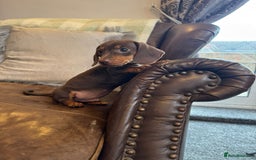Dachshund dogs for sale: Miniature Dachshund Puppies  - Advert 4