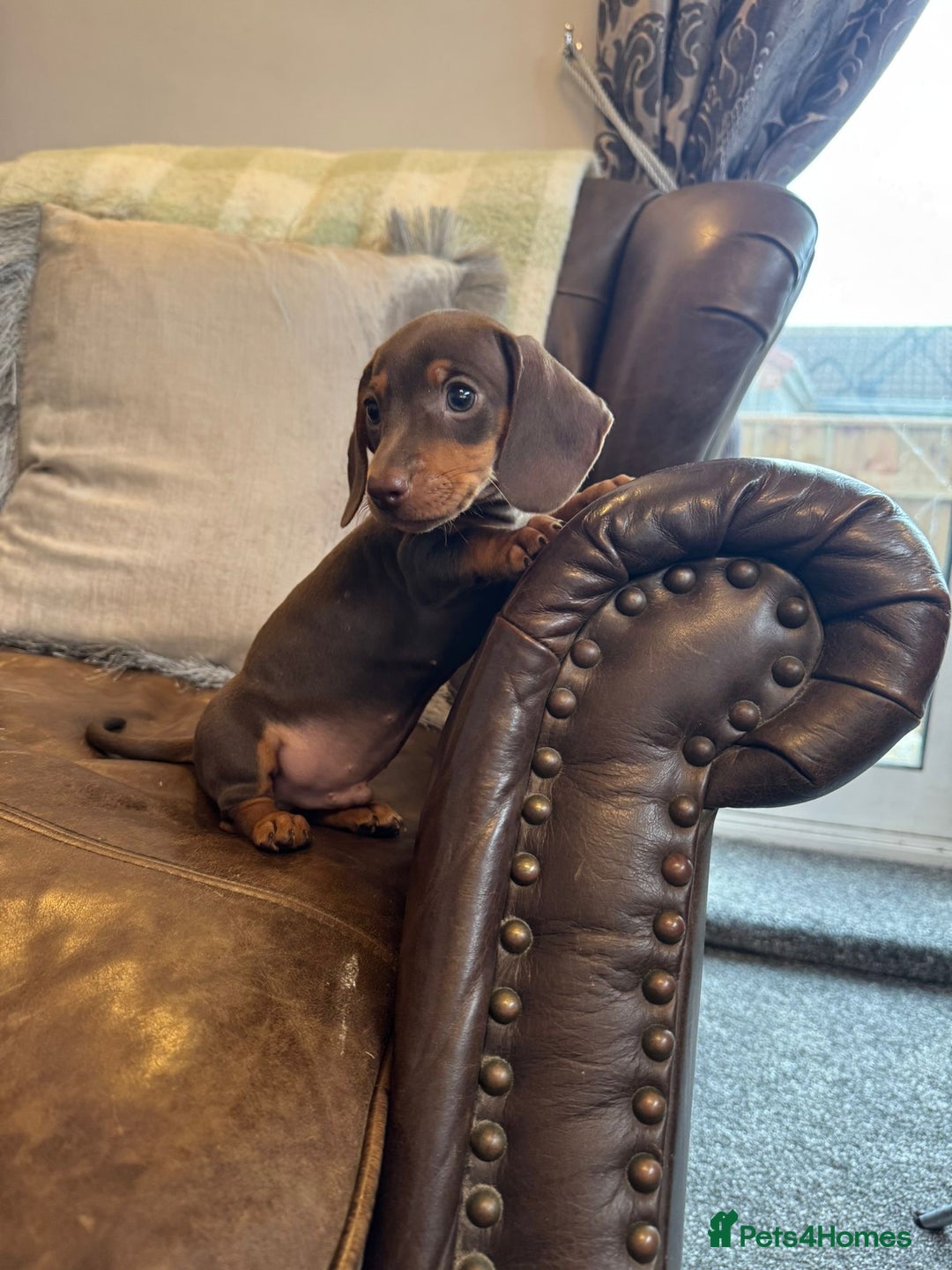 Dachshund dogs for sale: Miniature Dachshund Puppies  - Advert 4
