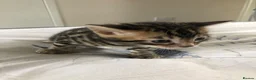 Bengal cats for sale: Bengal x kittens available  - Advert 6