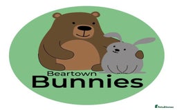 Lionhead rabbits for sale: Last girl! Quality Double-maned Lionhead Bunnies - Image 9