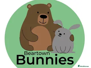 Lionhead rabbits Double-maned Lionhead Bunnies - Advert 8