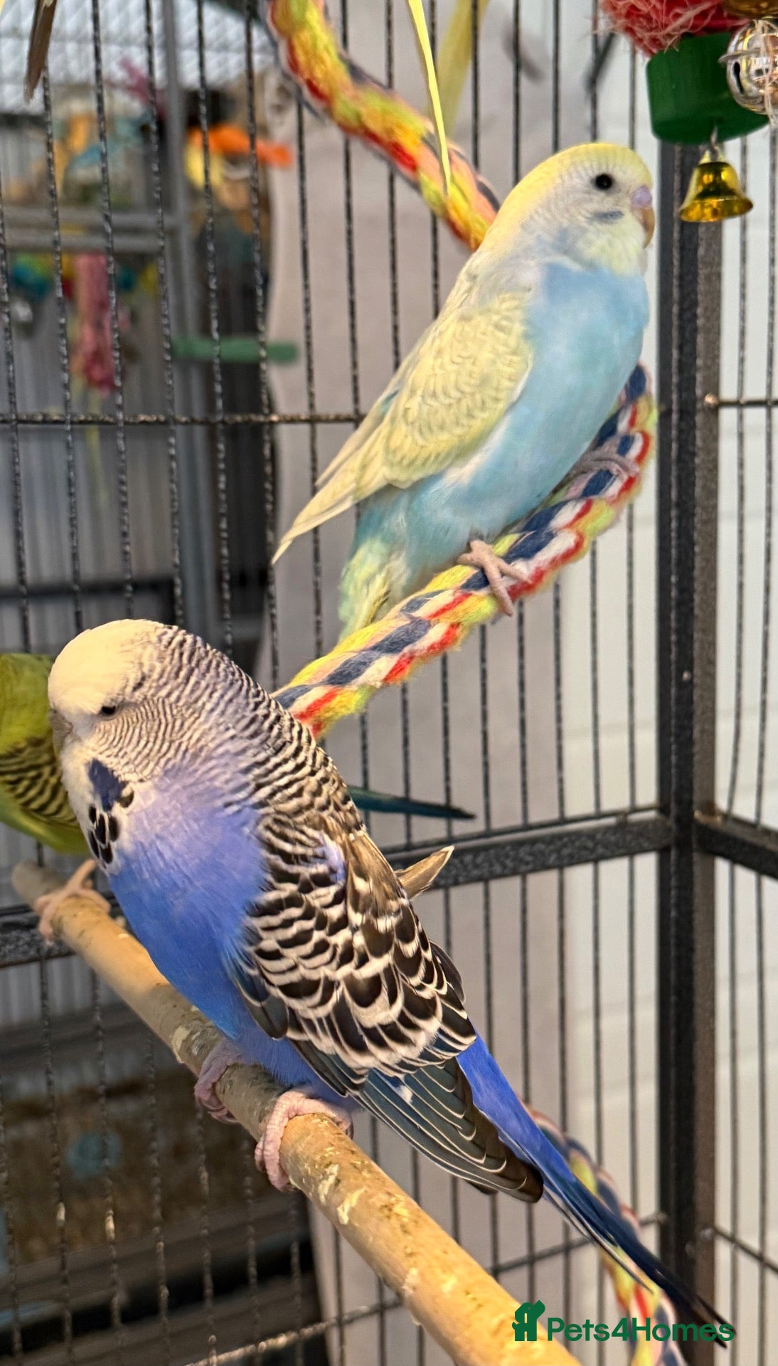 Budgerigars birds Young budgies indoor raised   Runcorn wa7   - Advert 1
