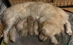 Golden Retriever dogs for sale: Golden retriever puppys - Image 11