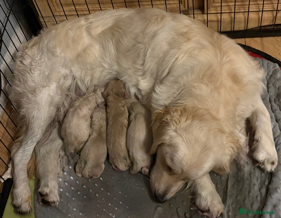 Golden Retriever dogs for sale: Golden retriever puppys - Image 11