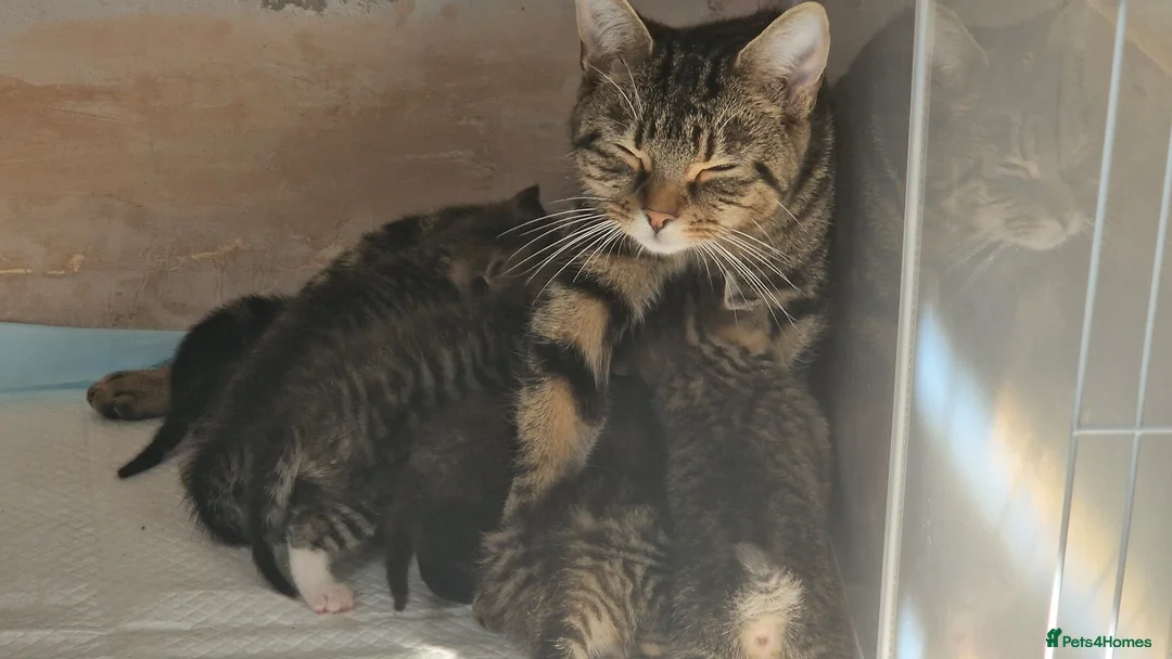 Mixed Breed cats for sale: Mixed Bengal bread - Advert 1