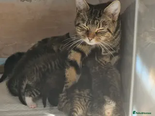 Mixed Breed cats Mixed Bengal bread - Advert 5