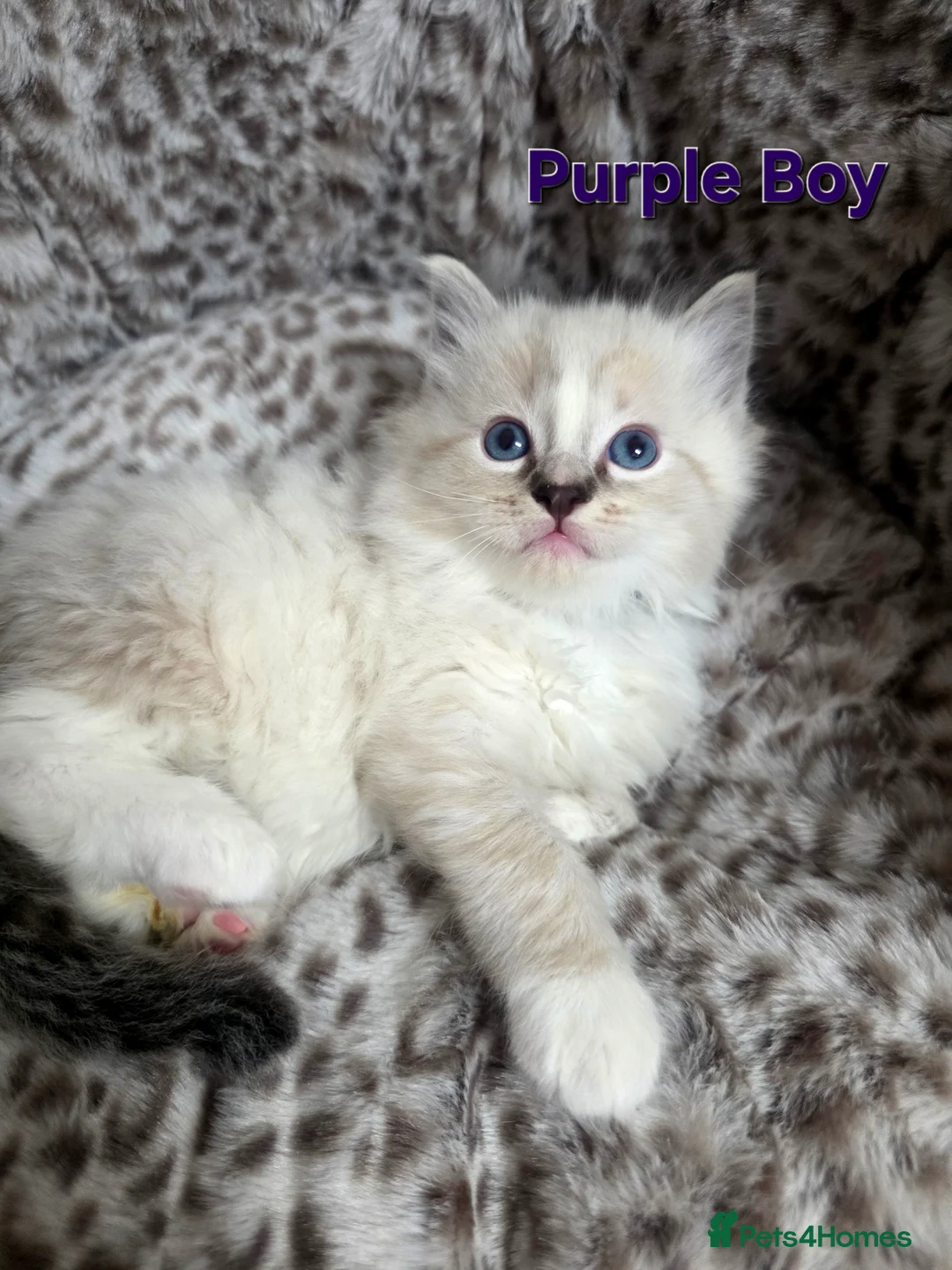 Ragdoll cats for sale: Stunning Ragdoll kittens - Advert 9