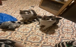 Mixed Breed cats for sale: FOR SALE!! cats and kittens x - Image 15