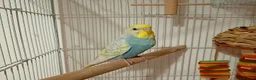 Budgerigars birds for sale: Male and Female Budgie - Advert 2