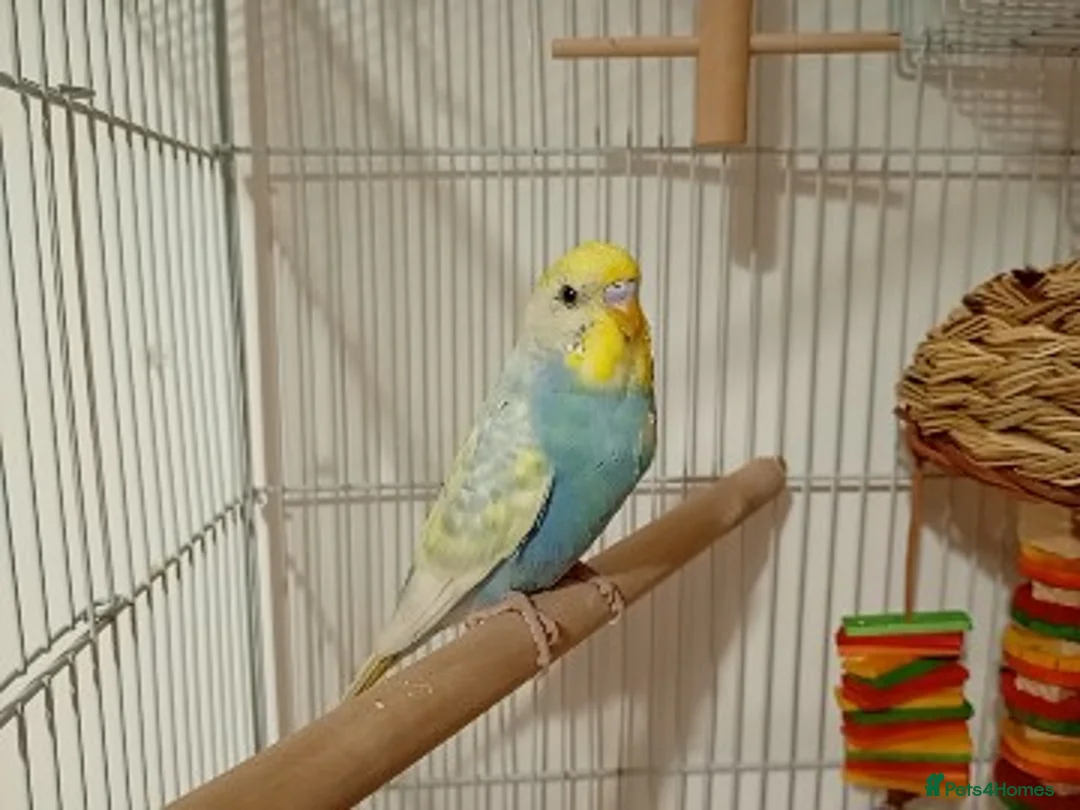 Budgerigars birds for sale: Male and Female Budgie - Advert 2