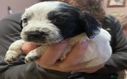 Cocker Spaniel dogs for sale: Stunning cocker spaniel puppies (blue roans)  - Advert 8