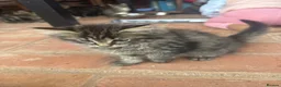 European cats for sale: Kittens  - Advert 4