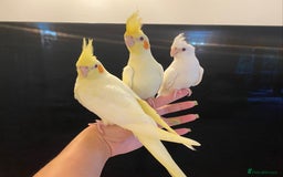 Cockatiels birds for sale: Extra Silly Tame Hand Reared Baby Cockatiels  - Image 3