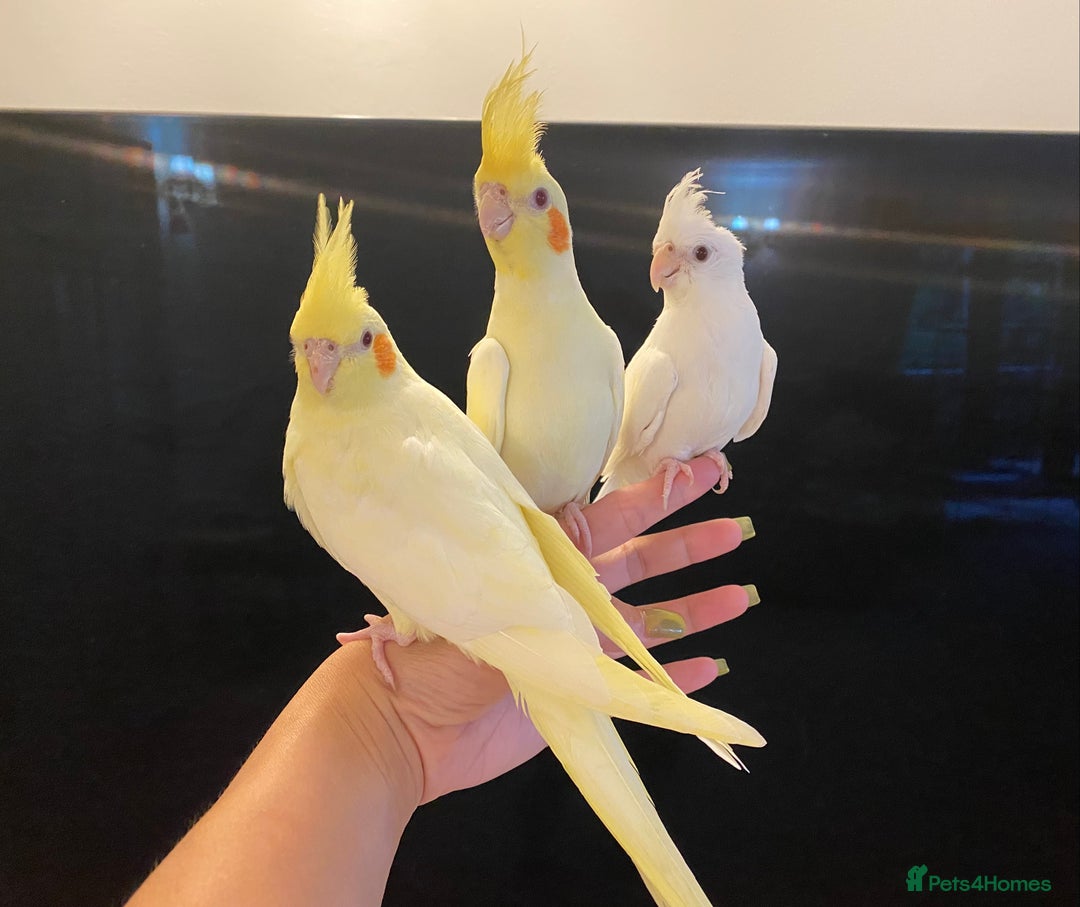 Cockatiels birds for sale: Extra Silly Tame Hand Reared Baby Cockatiels  - Image 3