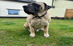 Mastiff dogs for sale: Bruno 6 year old English mastiff  - Image 6