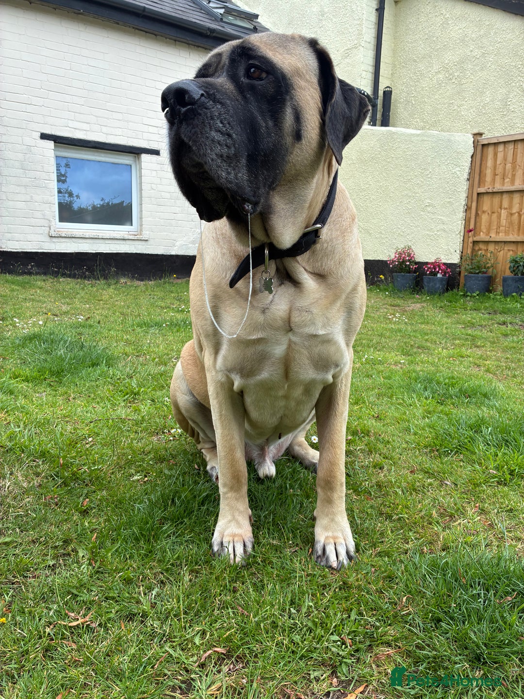 Mastiff dogs for sale: Bruno 6 year old English mastiff  - Image 6