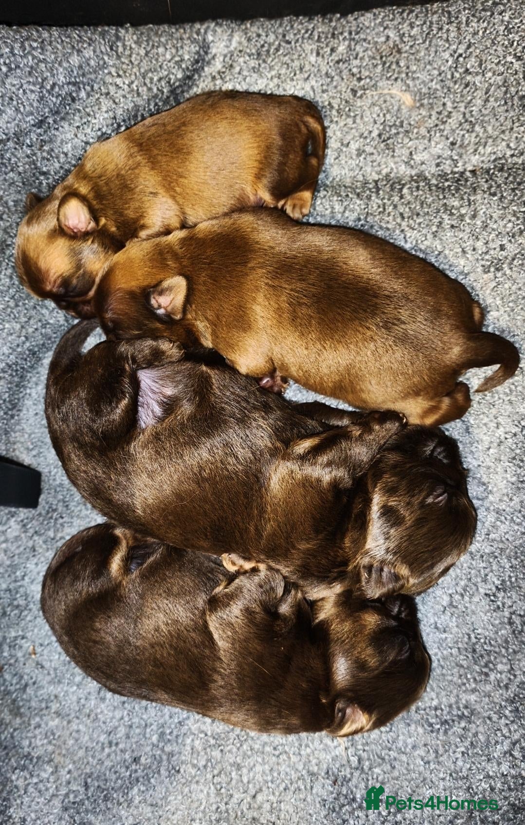 Griffon Bruxellois dogs The Newcomers here - Advert 5