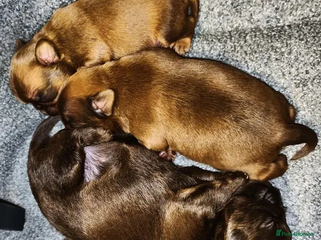 Griffon Bruxellois dogs The Newcomers here - Advert 5
