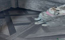 British Shorthair cats for sale: Stunning British Shorthair Kittens For Sale - Image 21