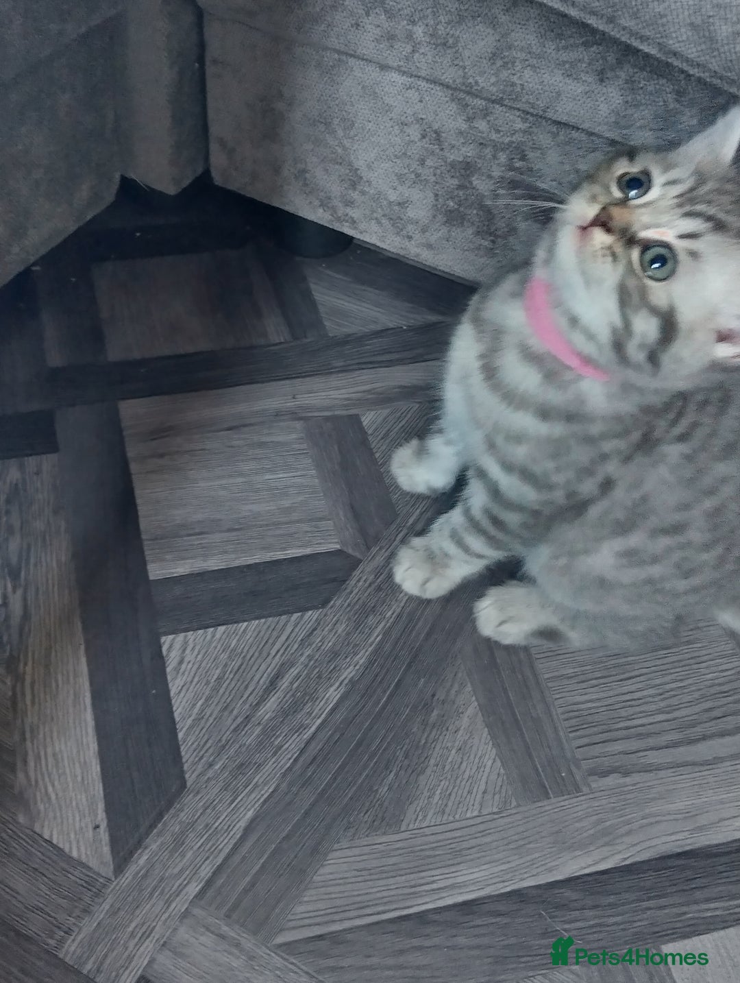 British Shorthair cats for sale: Stunning British Shorthair Kittens For Sale - Image 21
