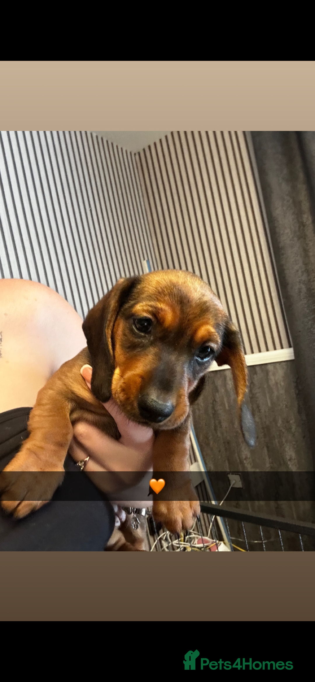 Dachshund dogs for sale: 7 Beautiful dachshund pups for sale!!! - Image 1