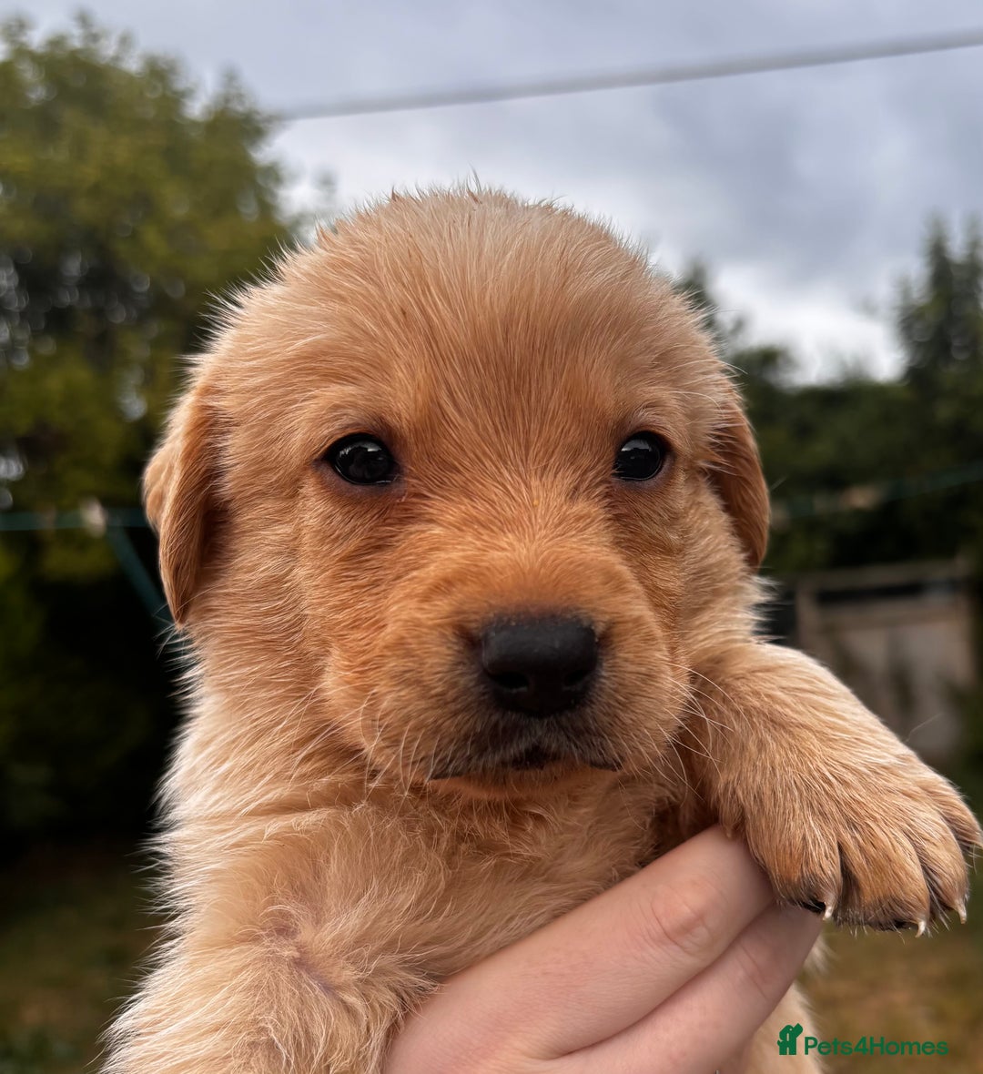 Labrador Retriever dogs for sale: Yellow/fox red male Labrador puppies  - Image 7