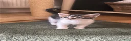 Mixed Breed cats for sale: 4 x Super Cute Male Kittens  - Advert 2