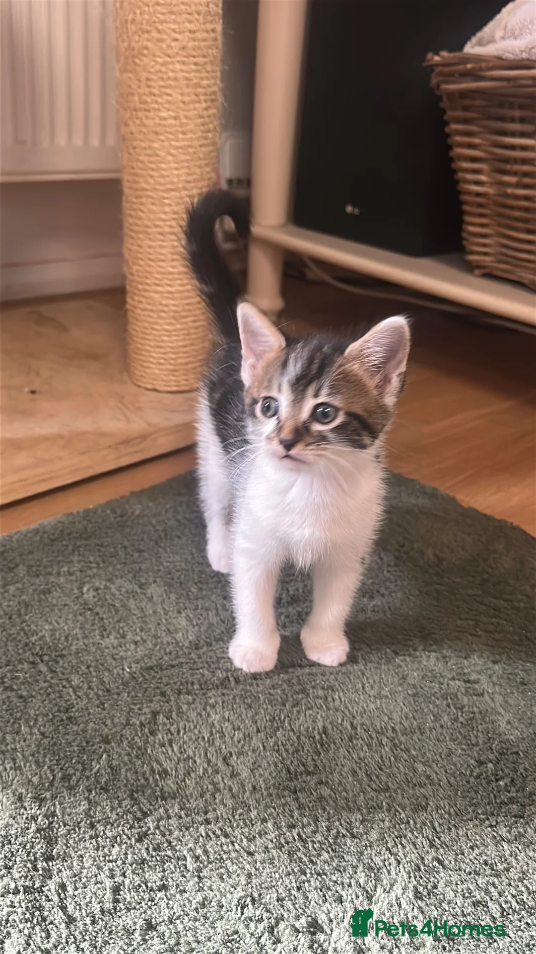 Mixed Breed cats for sale: 4 x Super Cute Male Kittens  - Advert 2
