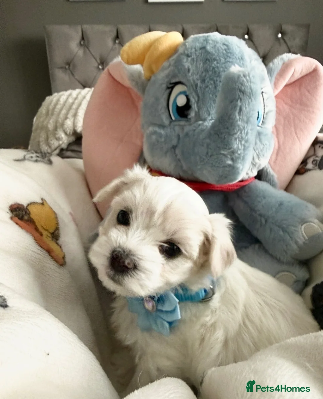 Maltese dogs for sale: GORGEOUS KOREAN MALTESE PUPPIES - Advert 2