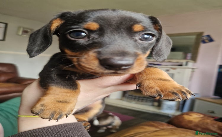 Dachshund dogs - Advert 4