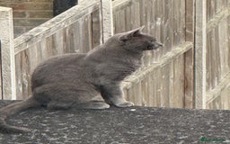 British Shorthair cats for sale: British blue x bengal kittens ready to go now ❤️ - Image 8
