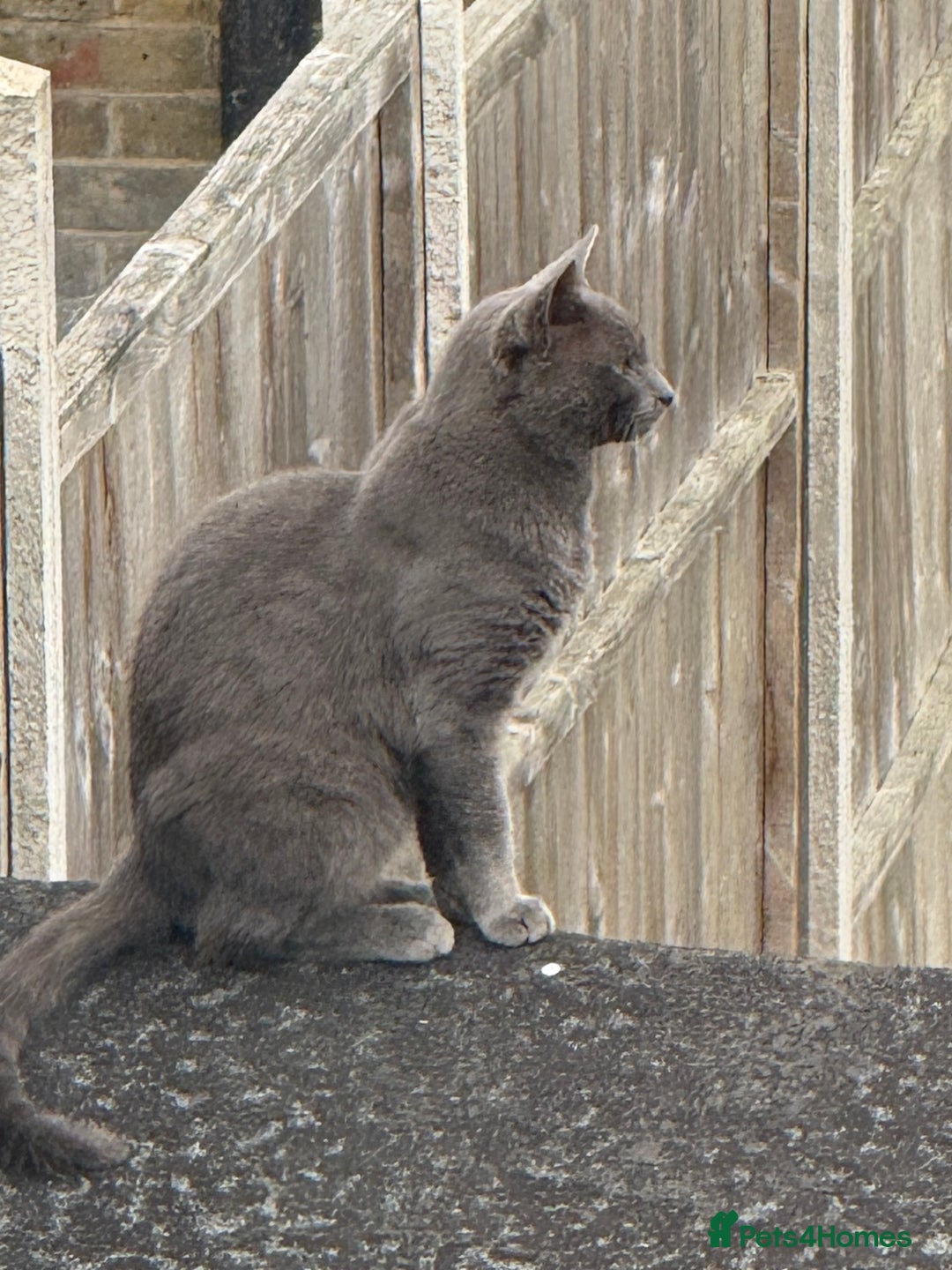 British Shorthair cats for sale: British blue x bengal kittens ready to go now ❤️ - Image 8