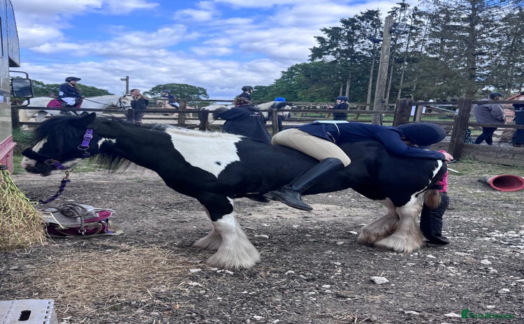 Irish Cob horses - Advert 1
