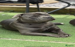 Staffordshire Bull Terrier dogs for stud: Blue Staffordshire bull terrier  - Image 1