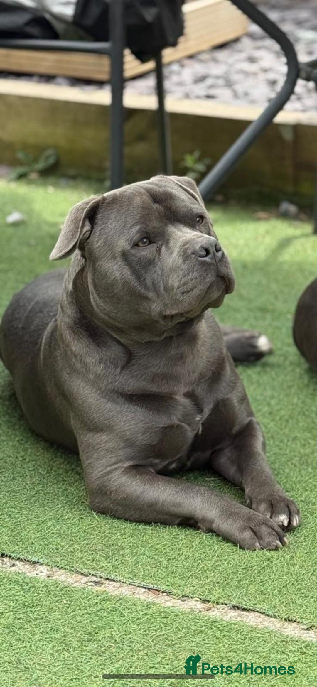 Staffordshire Bull Terrier dogs for stud: Blue Staffordshire bull terrier  - Image 1