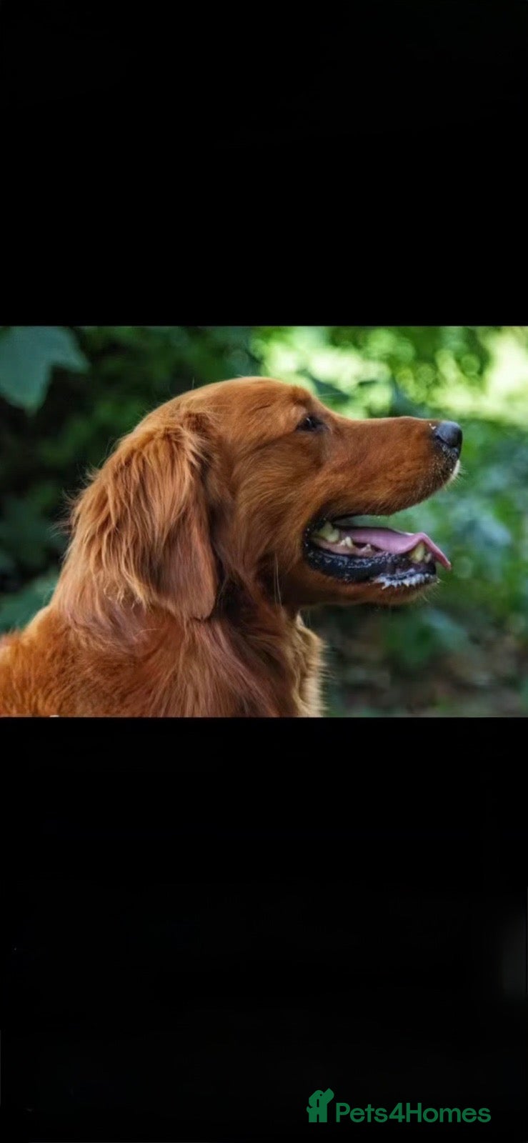 Golden Retriever dogs Golden retriever puppies for sale - Advert 2